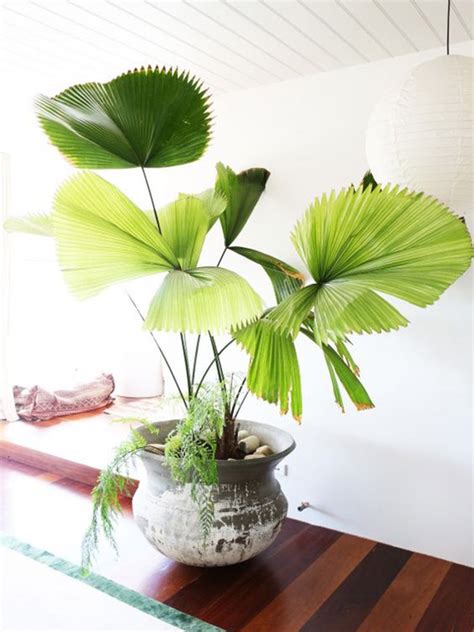 室內藤蔓植物|10種室內大型植物推薦！耐陰好養、風水招財，沒陽光。